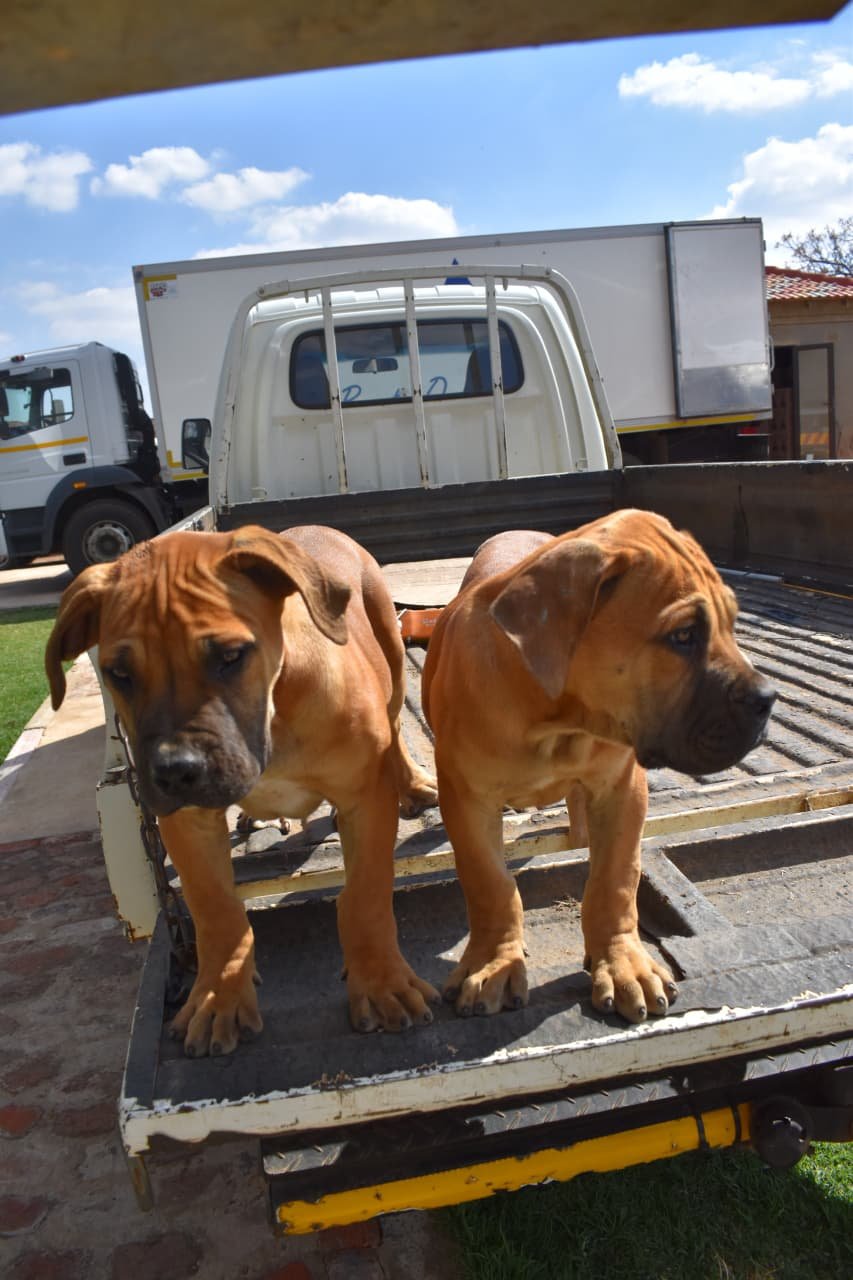 Litter 2 Male 2